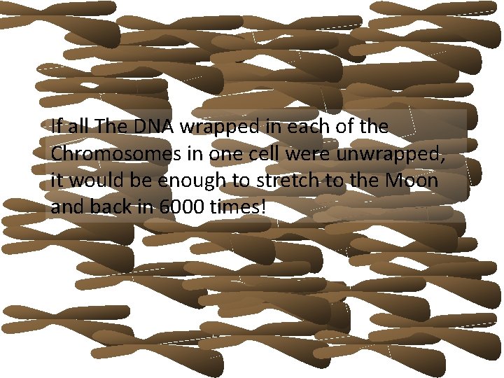 If all The DNA wrapped in each of the Chromosomes in one cell were