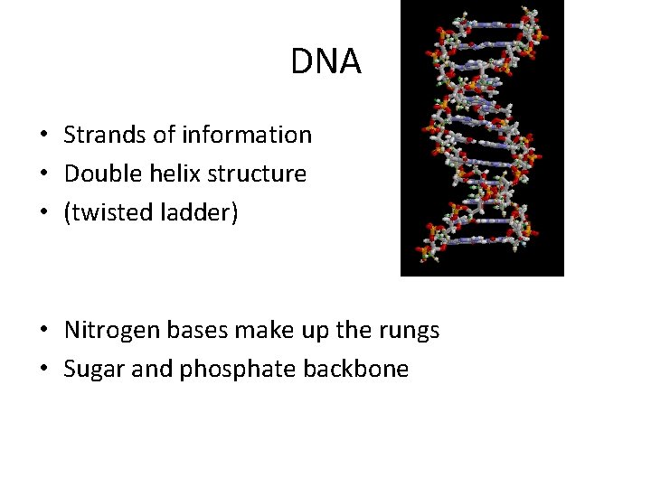 DNA • Strands of information • Double helix structure • (twisted ladder) • Nitrogen