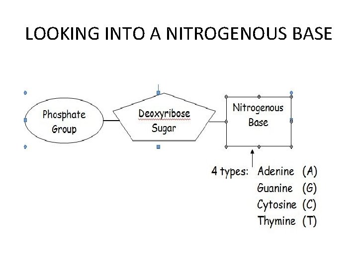 LOOKING INTO A NITROGENOUS BASE 