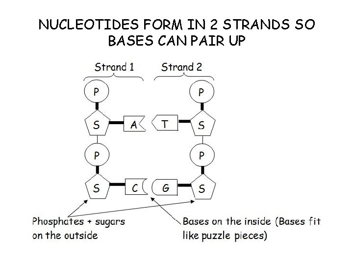 NUCLEOTIDES FORM IN 2 STRANDS SO BASES CAN PAIR UP 