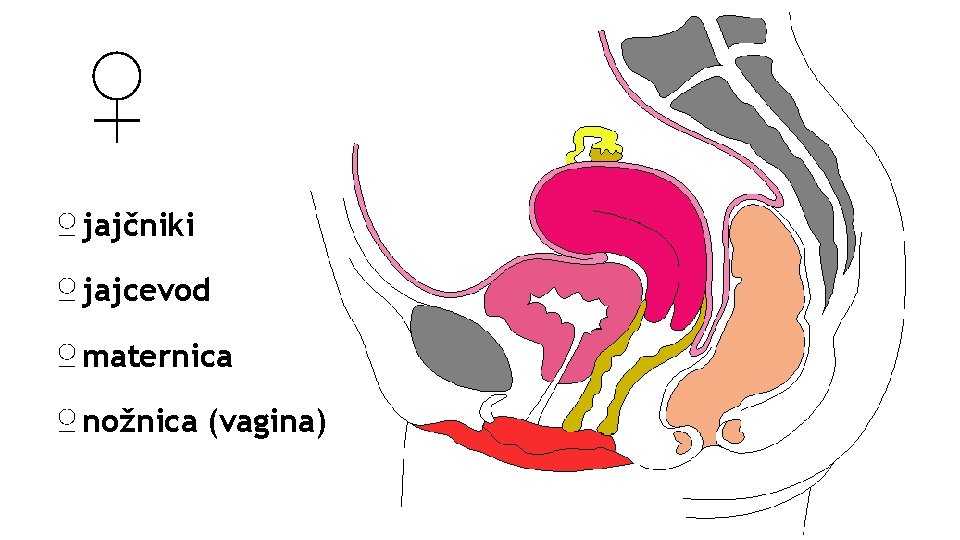 ♀ ♀ jajčniki ♀ jajcevod ♀ maternica ♀ nožnica (vagina) 