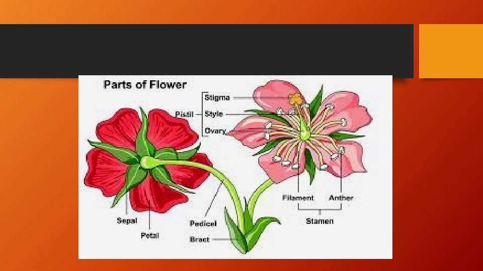 Unit 2 Morphology Of Plants Topic Flower B