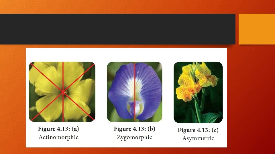 Unit 2 Morphology Of Plants Topic Flower B
