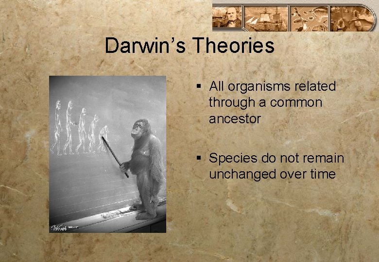 Darwin’s Theories § All organisms related through a common ancestor § Species do not