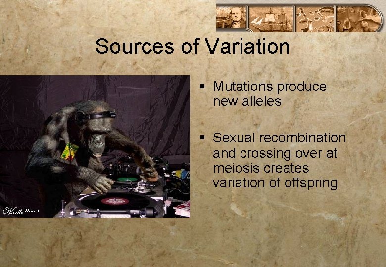 Sources of Variation § Mutations produce new alleles § Sexual recombination and crossing over