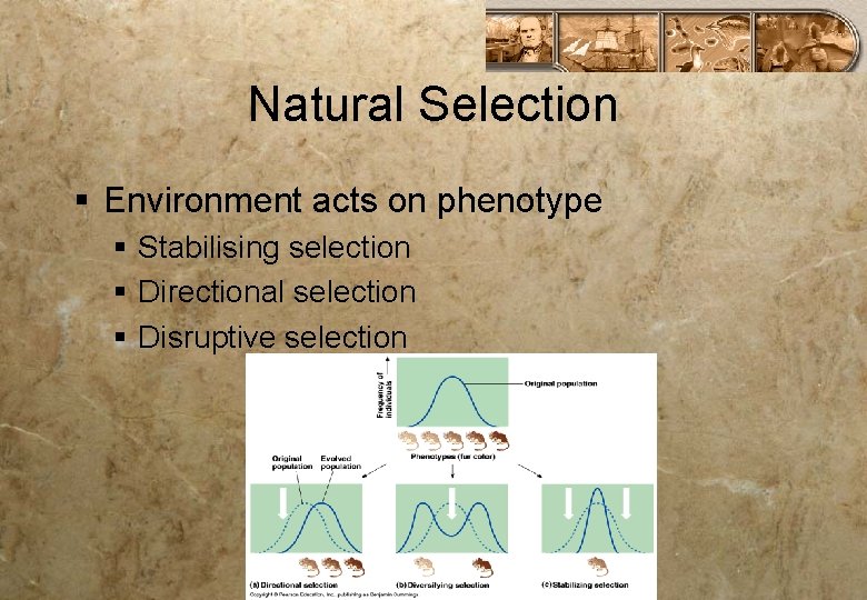 Natural Selection § Environment acts on phenotype § Stabilising selection § Directional selection §