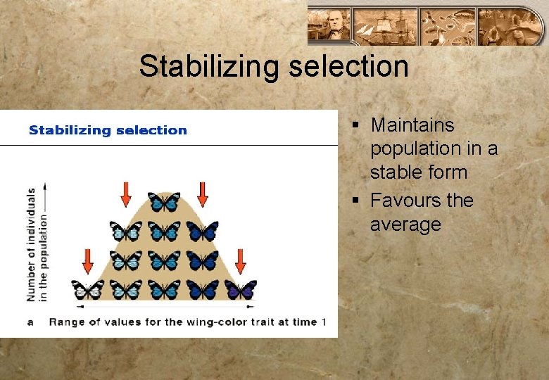 Stabilizing selection § Maintains population in a stable form § Favours the average 