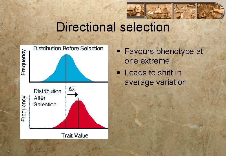Directional selection § Favours phenotype at one extreme § Leads to shift in average