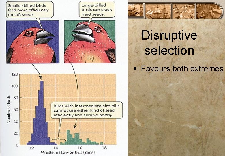 Disruptive selection § Favours both extremes 