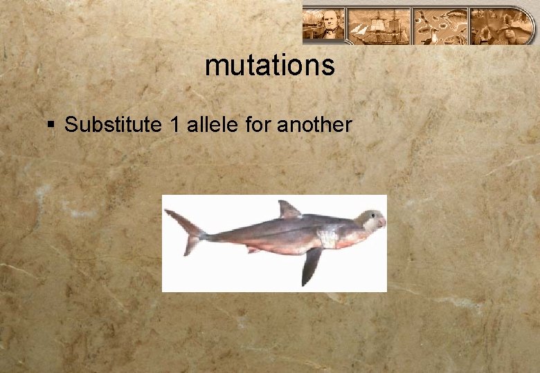 mutations § Substitute 1 allele for another 