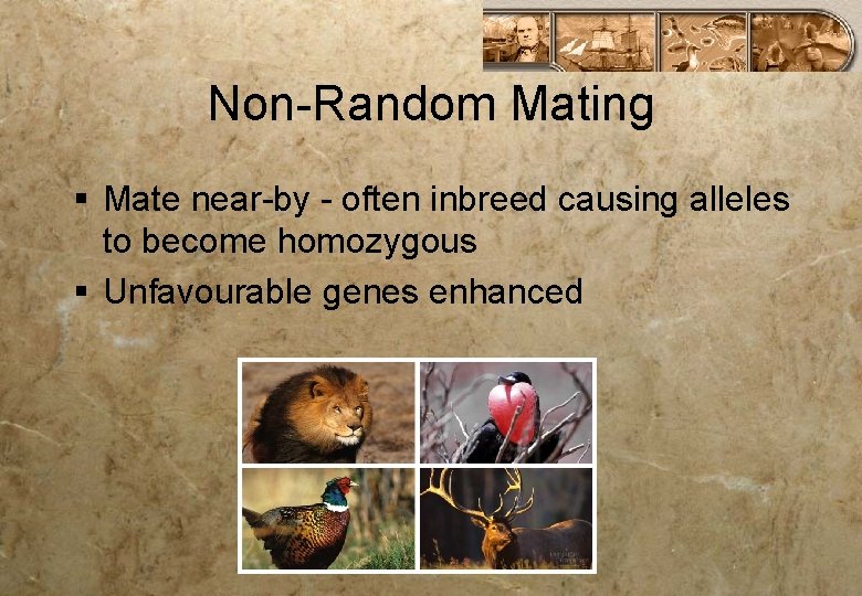 Non-Random Mating § Mate near-by - often inbreed causing alleles to become homozygous §