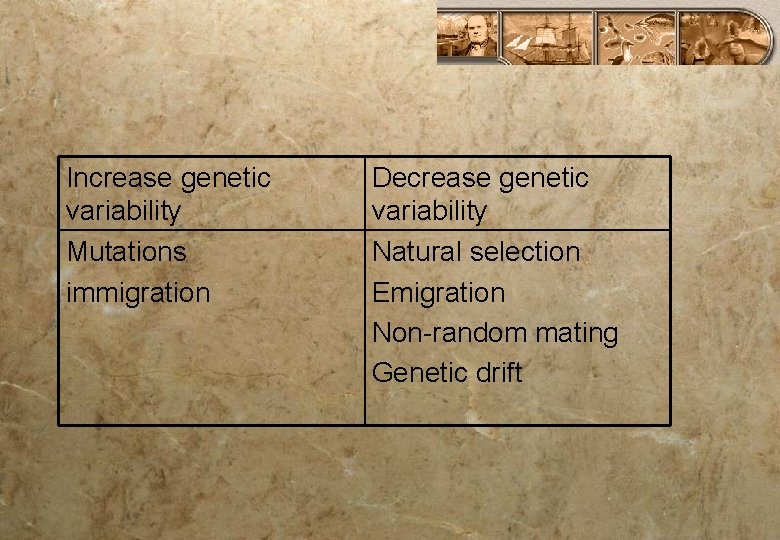 Increase genetic variability Mutations immigration Decrease genetic variability Natural selection Emigration Non-random mating Genetic