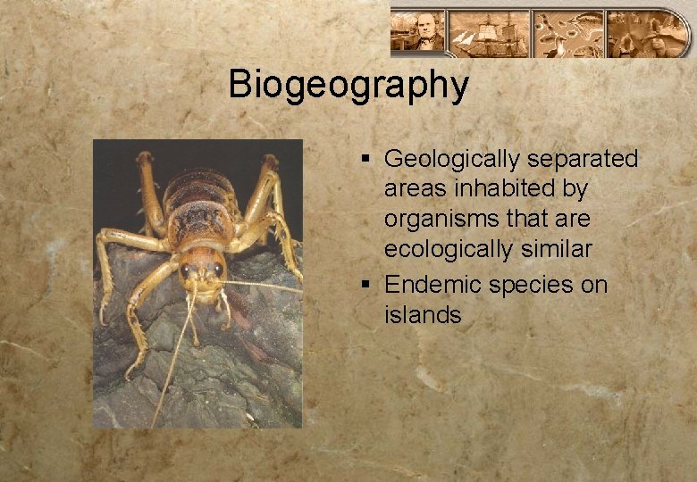 Biogeography § Geologically separated areas inhabited by organisms that are ecologically similar § Endemic