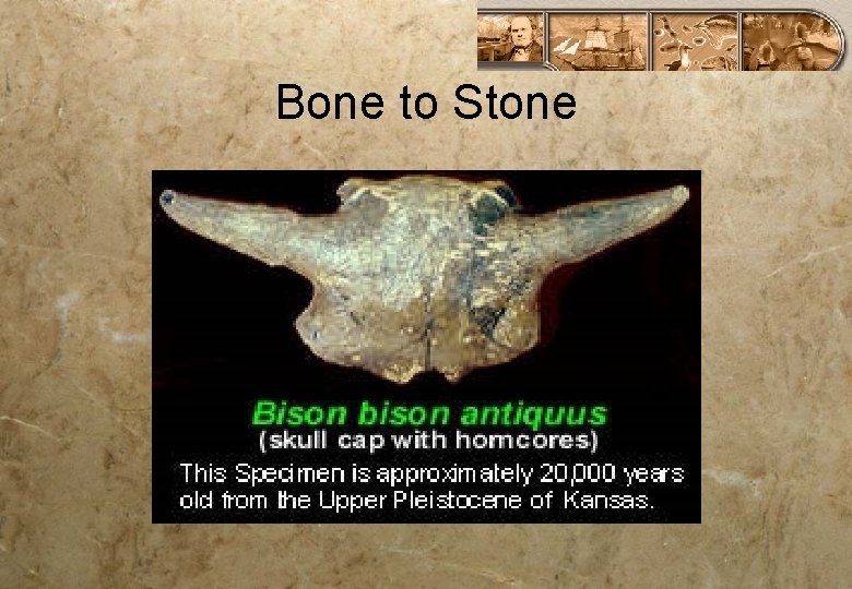 Bone to Stone 