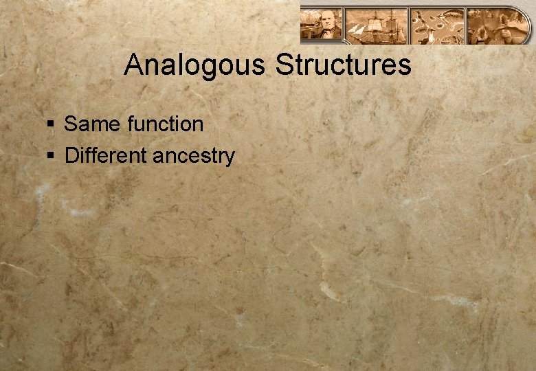 Analogous Structures § Same function § Different ancestry 