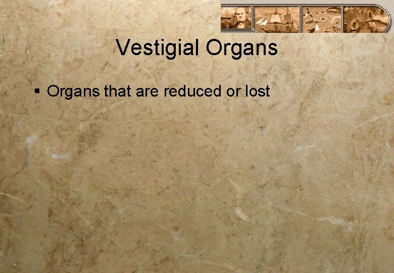Vestigial Organs § Organs that are reduced or lost 