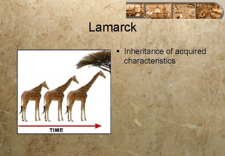 Lamarck § Inheritance of acquired characteristics 