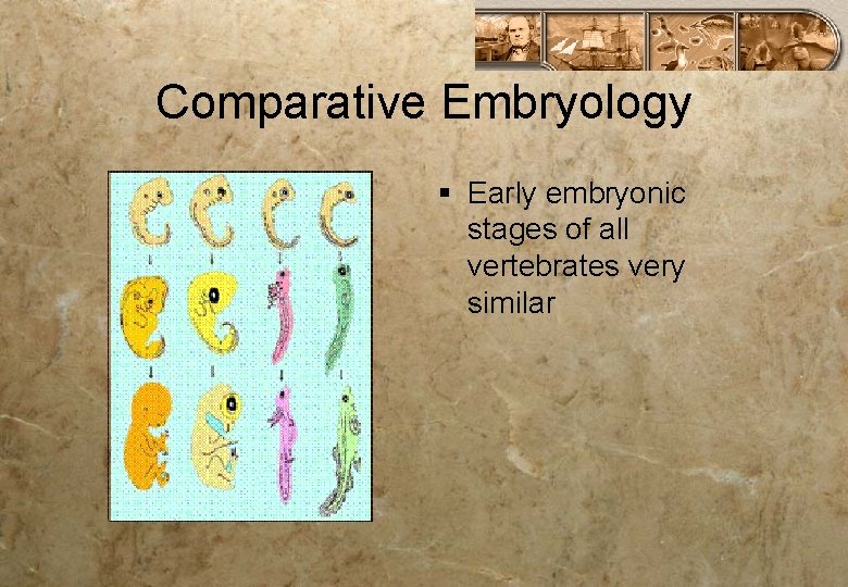 Comparative Embryology § Early embryonic stages of all vertebrates very similar 