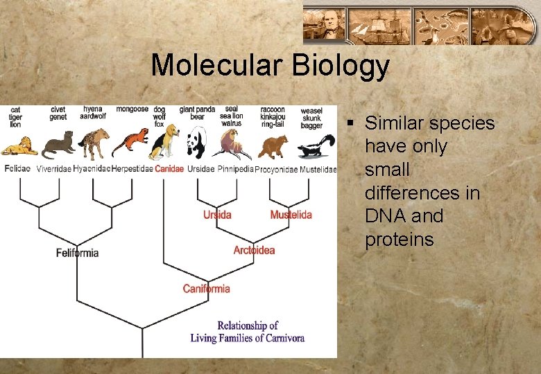 Molecular Biology § Similar species have only small differences in DNA and proteins 