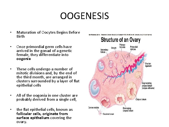 OOGENESIS • Maturation of Oocytes Begins Before Birth • Once primordial germ cells have