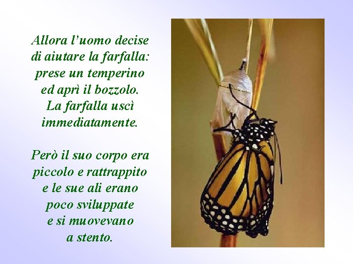 Allora l’uomo decise di aiutare la farfalla: prese un temperino ed aprì il bozzolo.