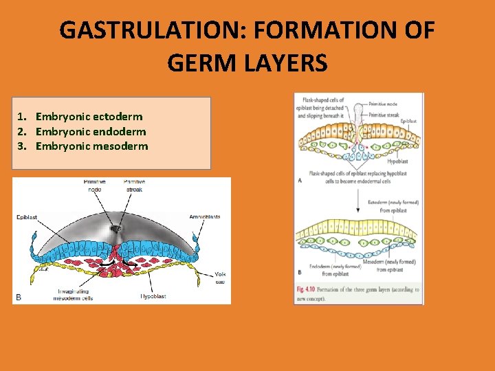 GASTRULATION: FORMATION OF GERM LAYERS 1. Embryonic ectoderm 2. Embryonic endoderm 3. Embryonic mesoderm
