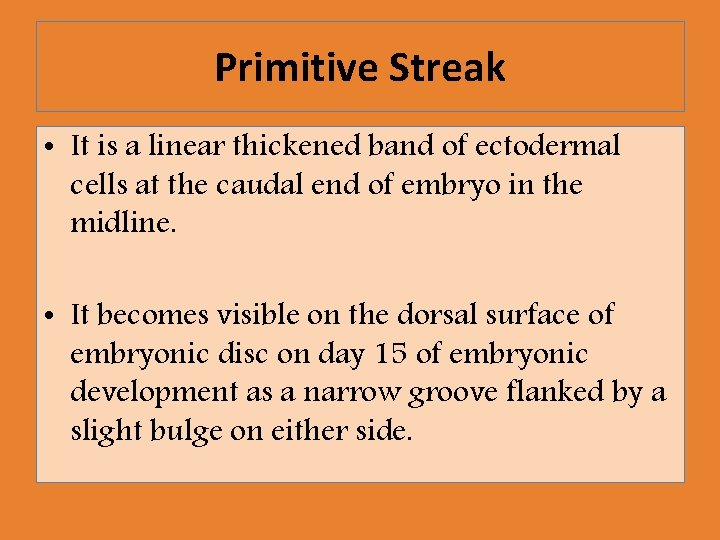 Primitive Streak • It is a linear thickened band of ectodermal cells at the