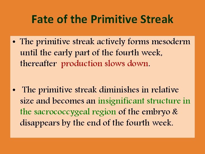 Fate of the Primitive Streak • The primitive streak actively forms mesoderm until the