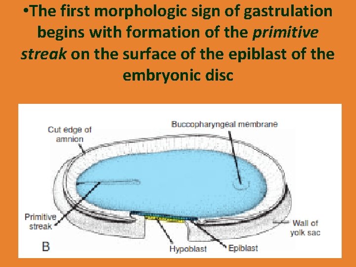  • The first morphologic sign of gastrulation begins with formation of the primitive