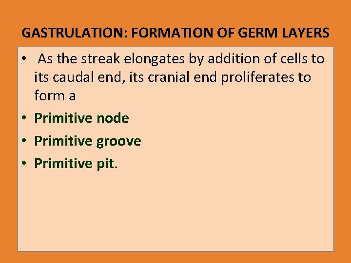 GASTRULATION: FORMATION OF GERM LAYERS • As the streak elongates by addition of cells