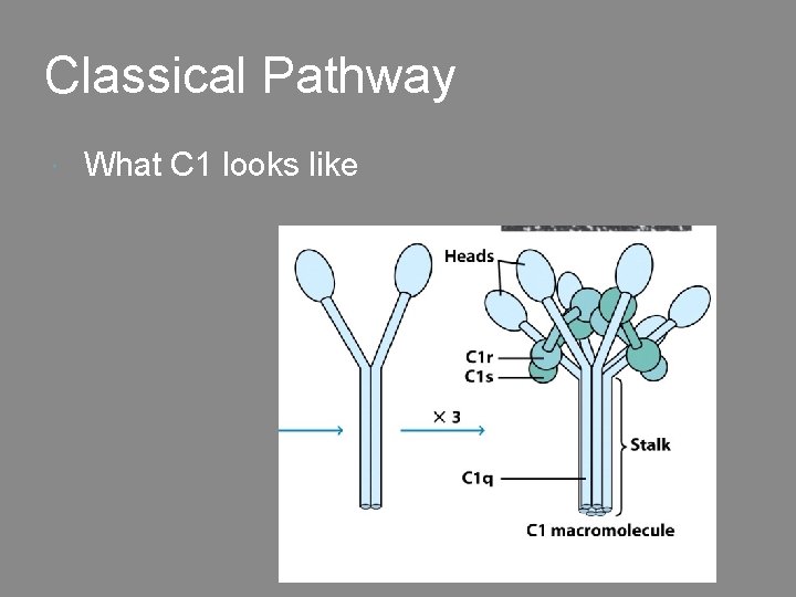 Classical Pathway What C 1 looks like 