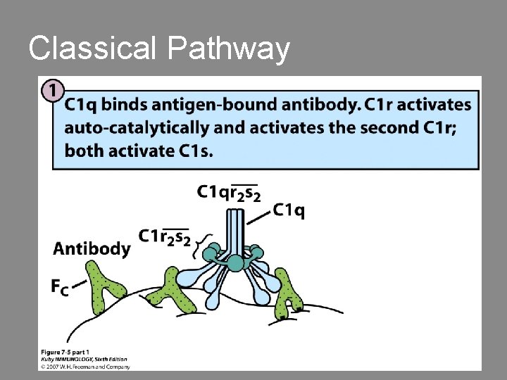 Classical Pathway 