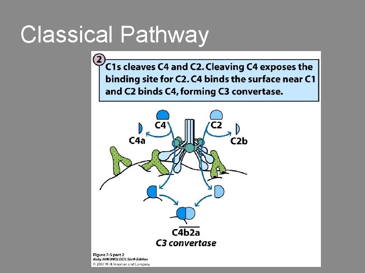 Classical Pathway 