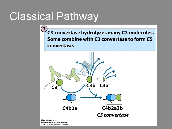 Classical Pathway 