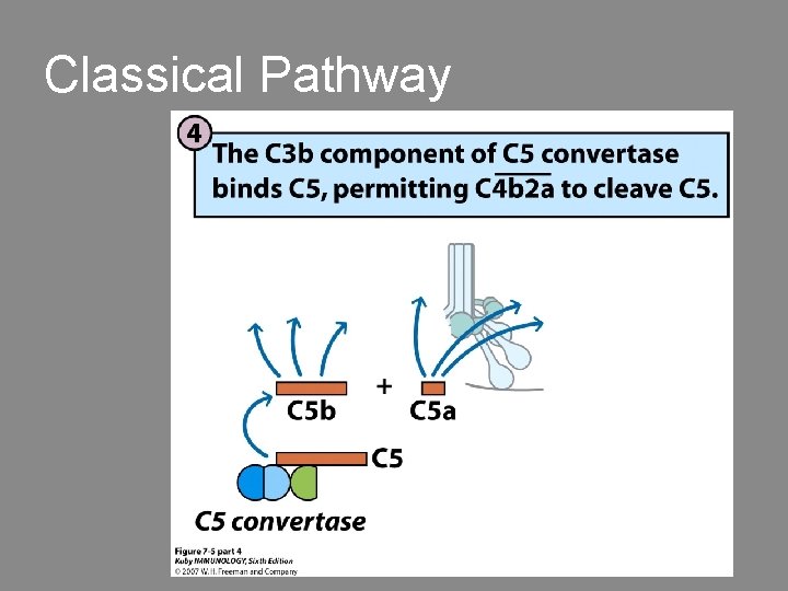 Classical Pathway 