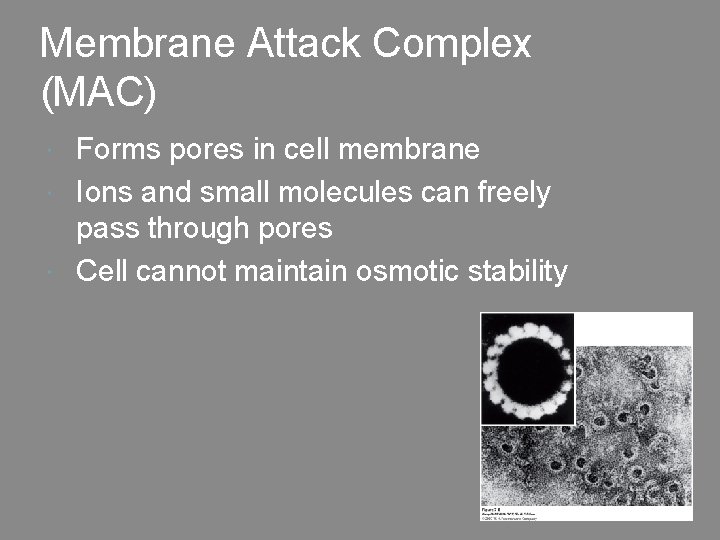 Membrane Attack Complex (MAC) Forms pores in cell membrane Ions and small molecules can