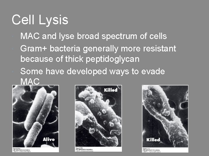 Cell Lysis MAC and lyse broad spectrum of cells Gram+ bacteria generally more resistant