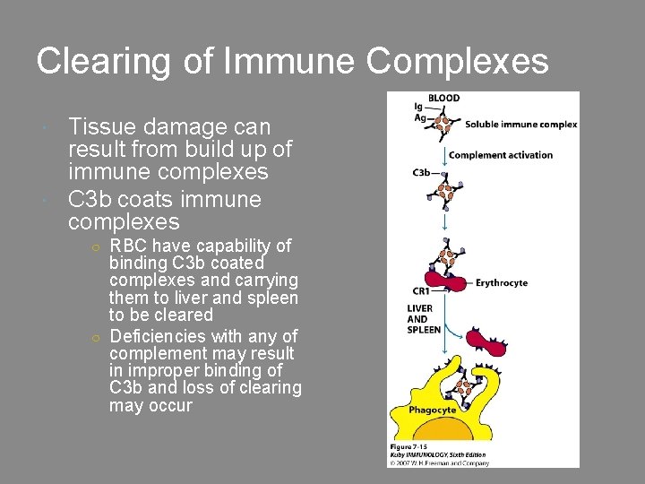 Clearing of Immune Complexes Tissue damage can result from build up of immune complexes