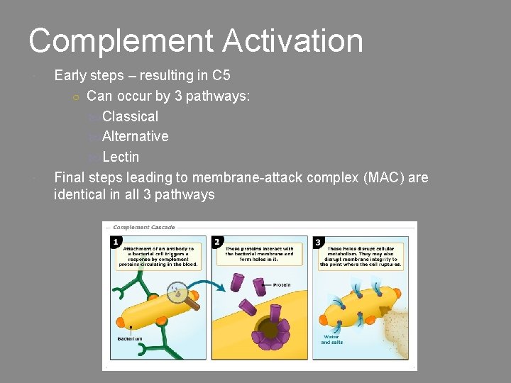 Complement Activation Early steps – resulting in C 5 ○ Can occur by 3