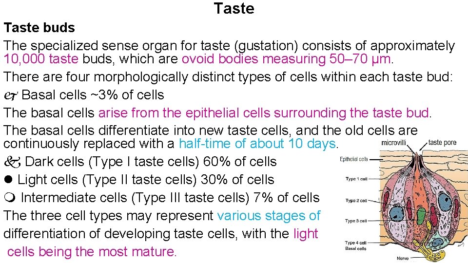 Taste buds The specialized sense organ for taste (gustation) consists of approximately 10, 000