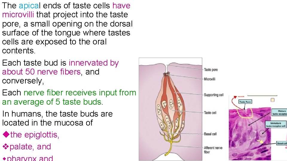 The apical ends of taste cells have microvilli that project into the taste pore,
