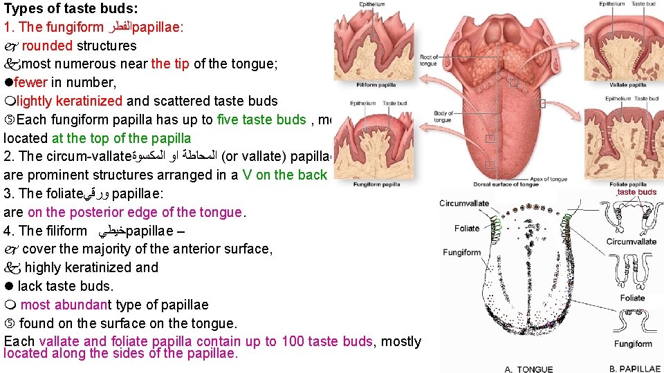 Types of taste buds: 1. The fungiform ﺍﻟﻔﻄﺮ papillae: rounded structures most numerous near