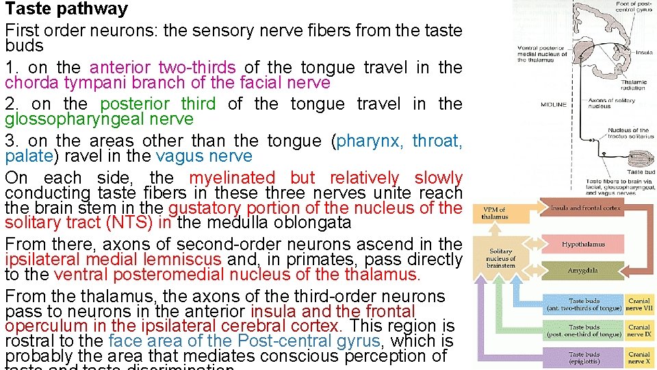 Taste pathway First order neurons: the sensory nerve fibers from the taste buds 1.