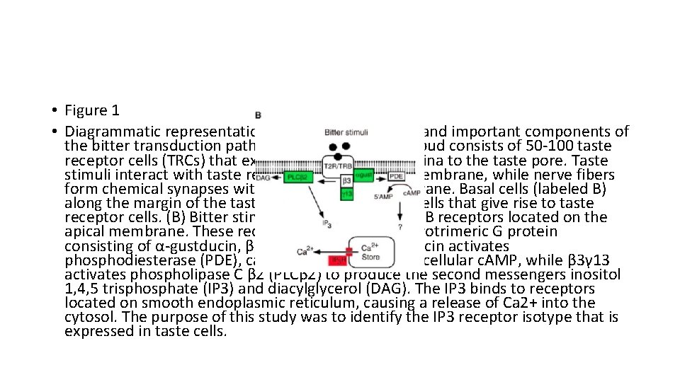  • Figure 1 • Diagrammatic representation of a rodent taste bud and important