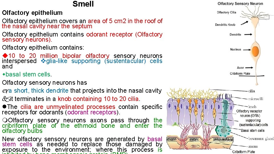 Smell Olfactory epithelium covers an area of 5 cm 2 in the roof of