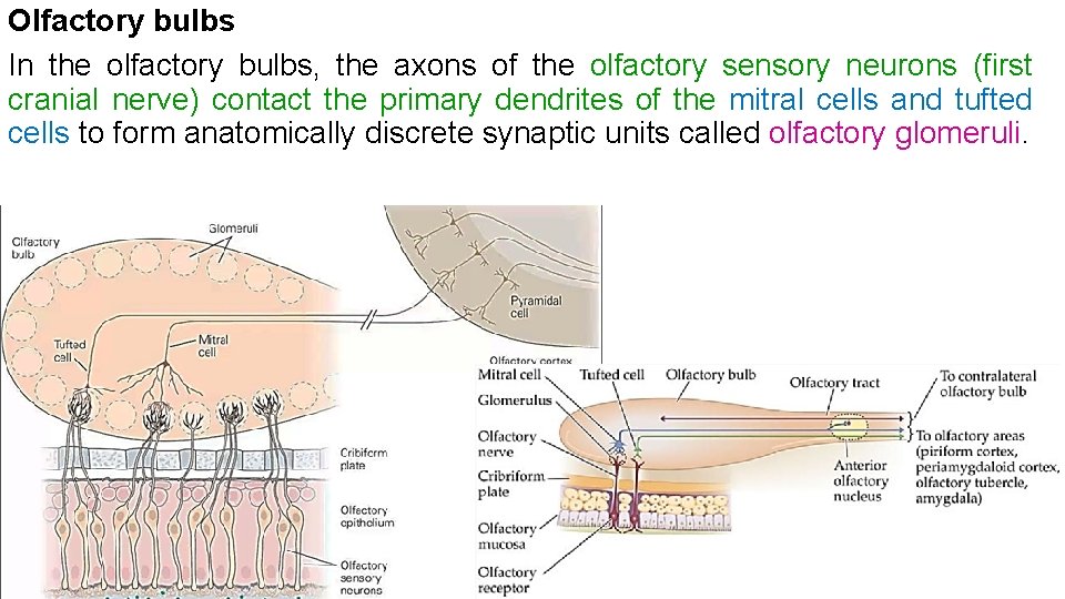 Olfactory bulbs In the olfactory bulbs, the axons of the olfactory sensory neurons (first