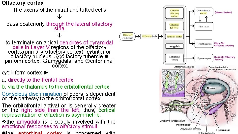 Olfactory cortex The axons of the mitral and tufted cells pass posteriorly through the