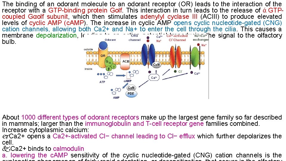 The binding of an odorant molecule to an odorant receptor (OR) leads to the