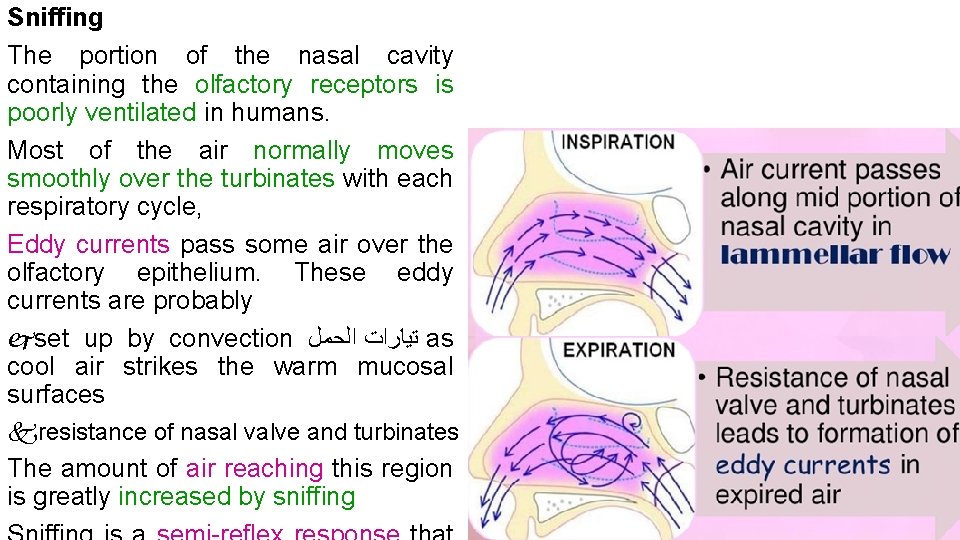 Sniffing The portion of the nasal cavity containing the olfactory receptors is poorly ventilated