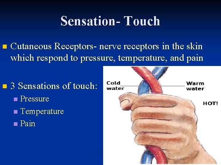 Sensation- Touch n Cutaneous Receptors- nerve receptors in the skin which respond to pressure,